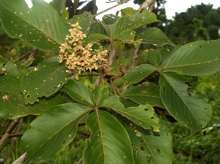 Vitex pinnata